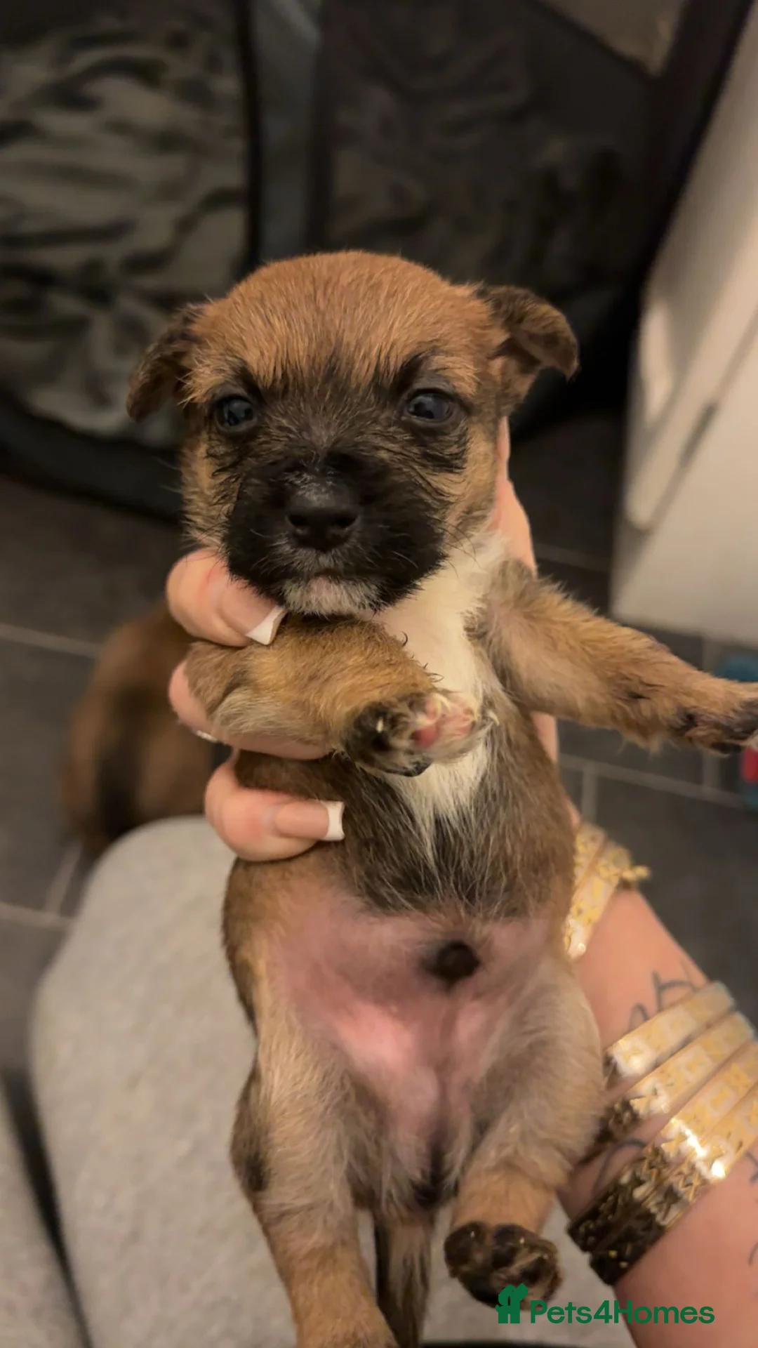 Mixed Breed dogs for sale: Yorkshire terrier x Jack Russell puppy’s  - Advert 2