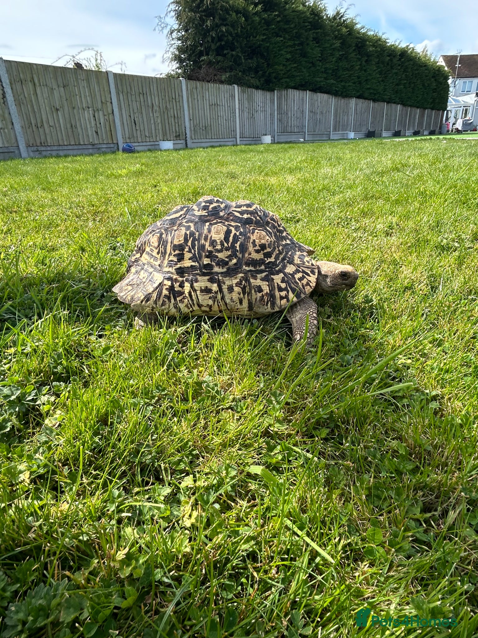 Tortoise reptiles for sale: Leopard Tortoise - Advert 5