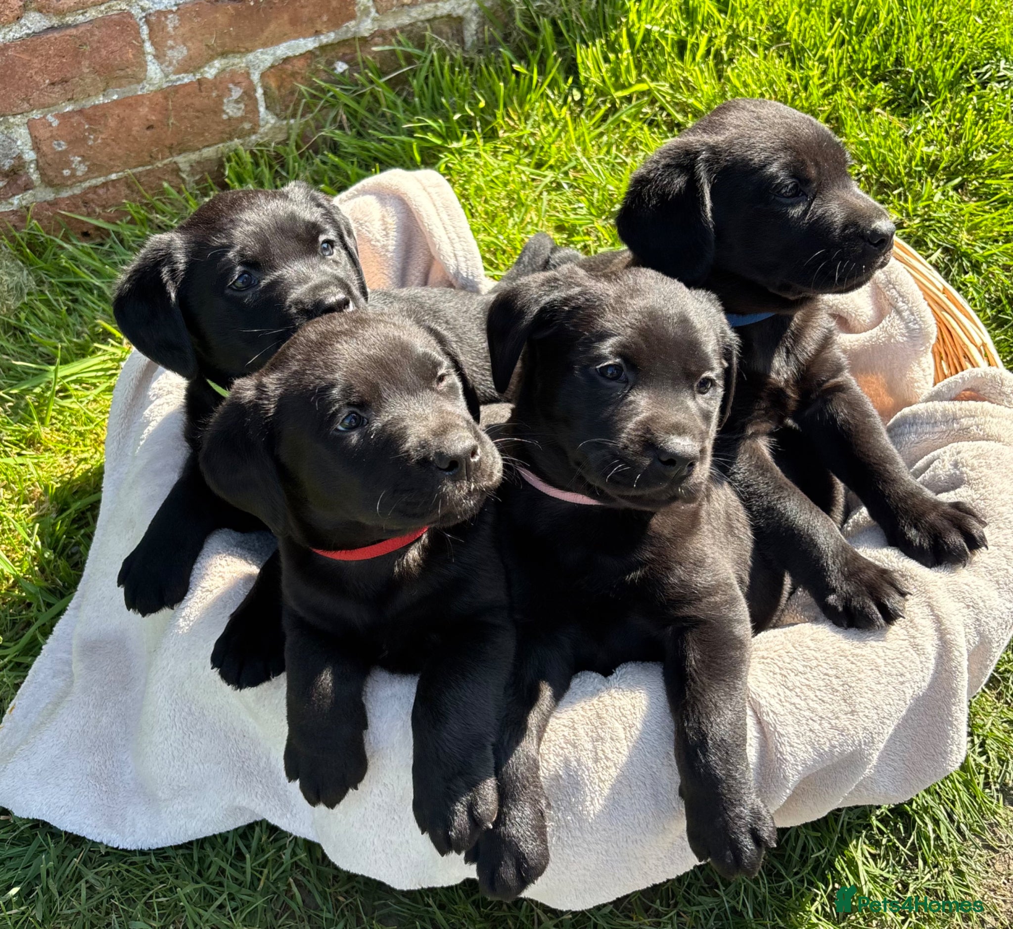 Labrador Retriever dogs Gorgeous Black Labs KC Registered Outstanding Hips - Advert 2