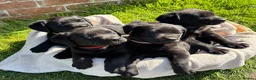 Labrador Retriever dogs for sale: Gorgeous Black Labs KC Registered Outstanding Hips - Advert 2