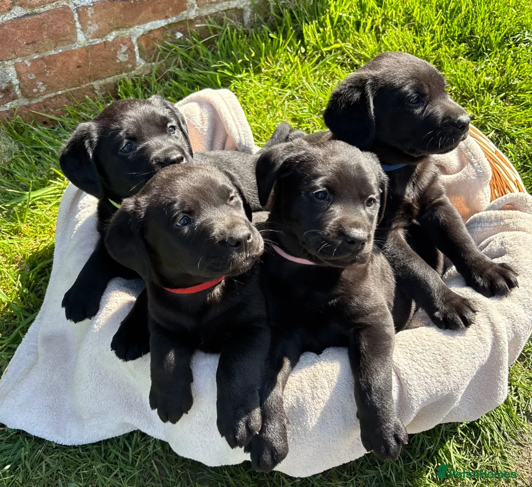 Labrador Retriever dogs for sale: Gorgeous Black Labs KC Registered Outstanding Hips - Advert 2