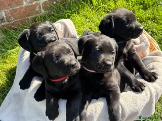 Labrador Retriever dogs Gorgeous Black Labs KC Registered Outstanding Hips - Advert 2