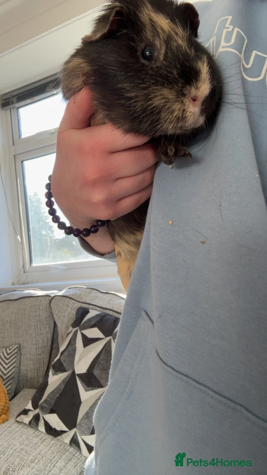 Guinea Pig rodents for sale: 2 male Guinea Pigs  in Hereford - Advert 9