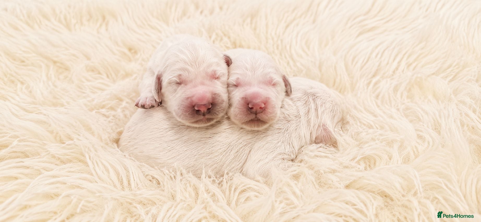 Golden Retriever dogs Newmiller Retrievers Upcoming Litter Announcement - Advert 2
