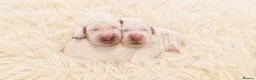 Golden Retriever dogs for sale: Newmiller Retrievers - One Girl Avaliable - Advert 5