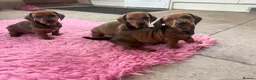 Dachshund dogs for sale: Stunning KC Registered Standard Dachshunds  - Advert 12