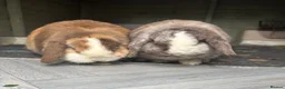 Mini Lop rabbits for sale: Baby brothers  in Penicuik - Advert 2