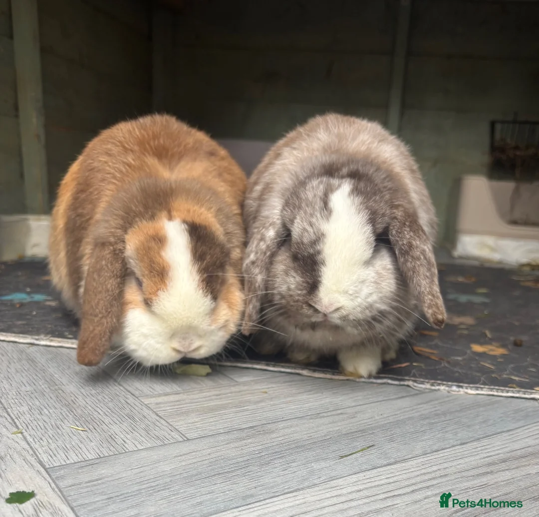 Mini Lop rabbits for sale: Baby brothers  in Penicuik - Advert 2