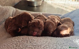 Sprocker dogs for sale: Adorable, well-socialised Sprocker Spaniel puppies - Image 2