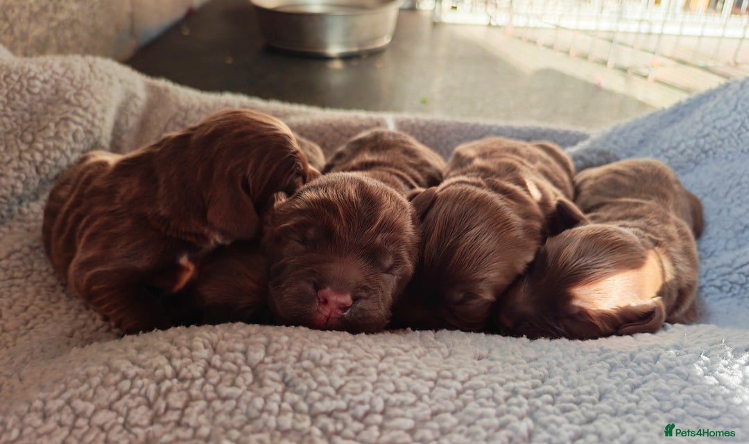 Sprocker dogs for sale: Adorable, well-socialised Sprocker Spaniel puppies - Image 2