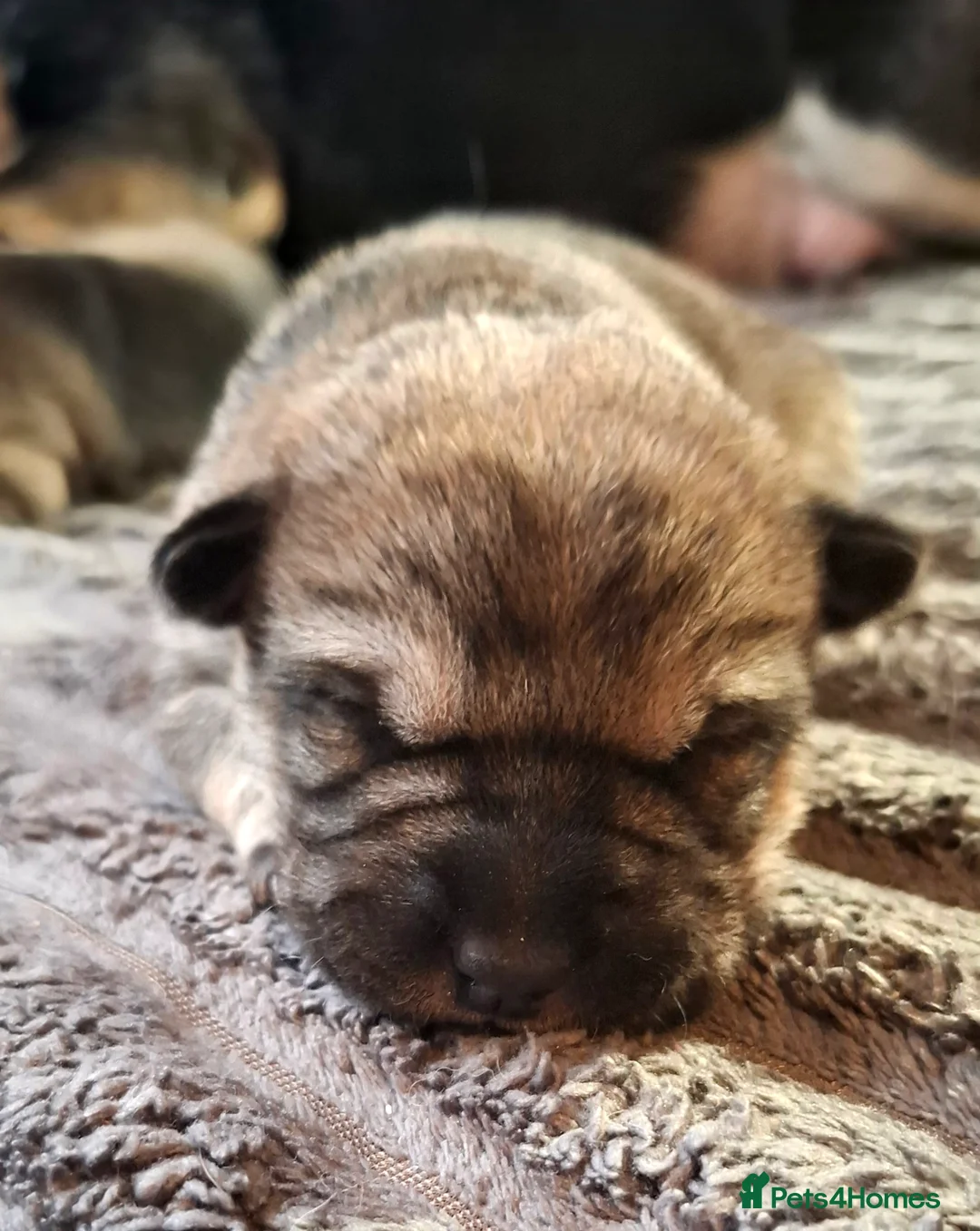 Mixed Breed dogs for sale: Rus-A-Pei ( Rare ) - Advert 7