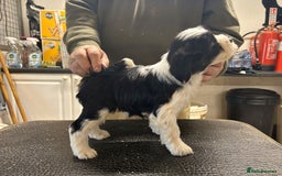 Tibetan Terrier dogs for sale: Araki Tibetan Terriers puppies for sale - Advert 12