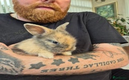 Lionhead rabbits for sale: Lion head rabbits  - Image 3
