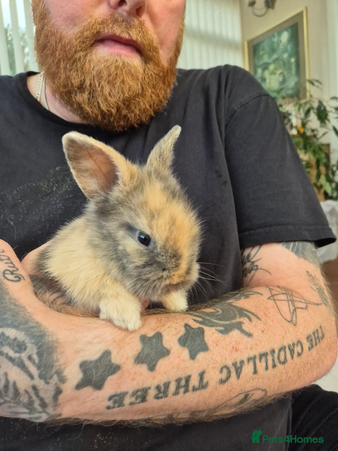 Lionhead rabbits for sale: Lion head rabbits  - Image 3