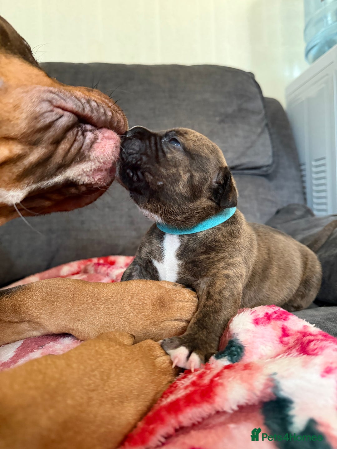 Mixed Breed dogs for sale: Beautiful Home- Reared Puppies!  - Advert 28