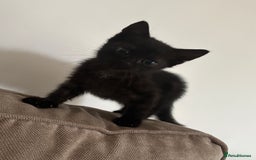 British Shorthair cats for sale: Black girl kitten  - Advert 1