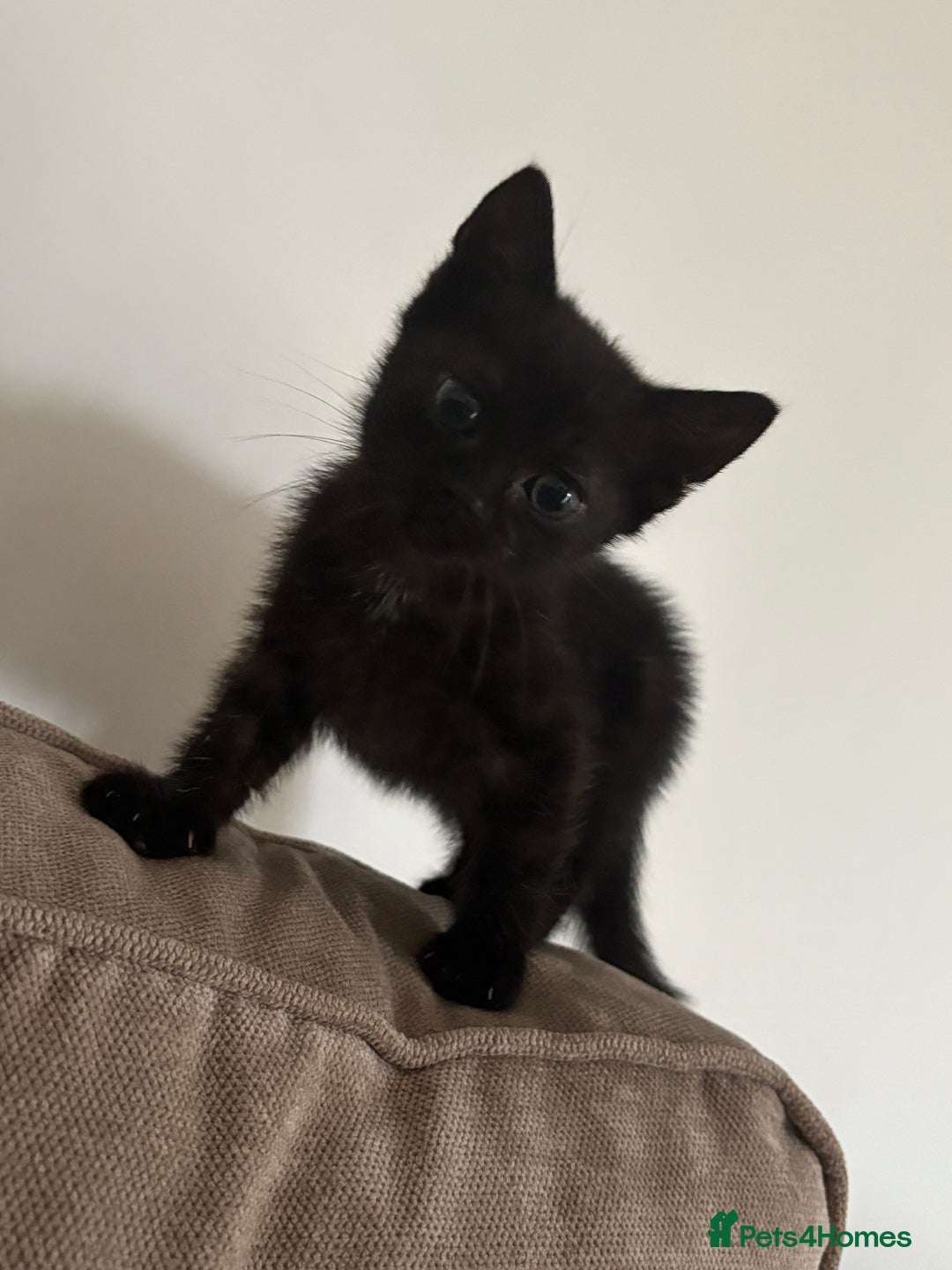 British Shorthair cats for sale: Black girl kitten  - Advert 1