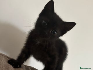 British Shorthair cats for sale: Black girl kitten - Advert 1