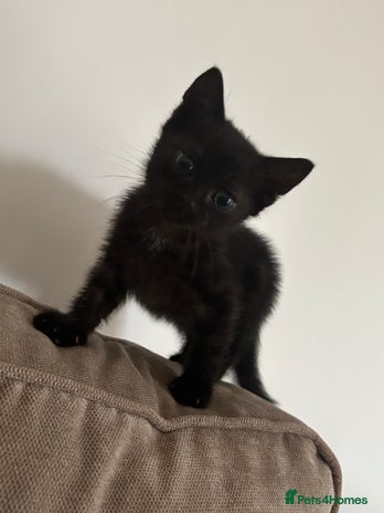 British Shorthair cats Black girl kitten - Advert 1