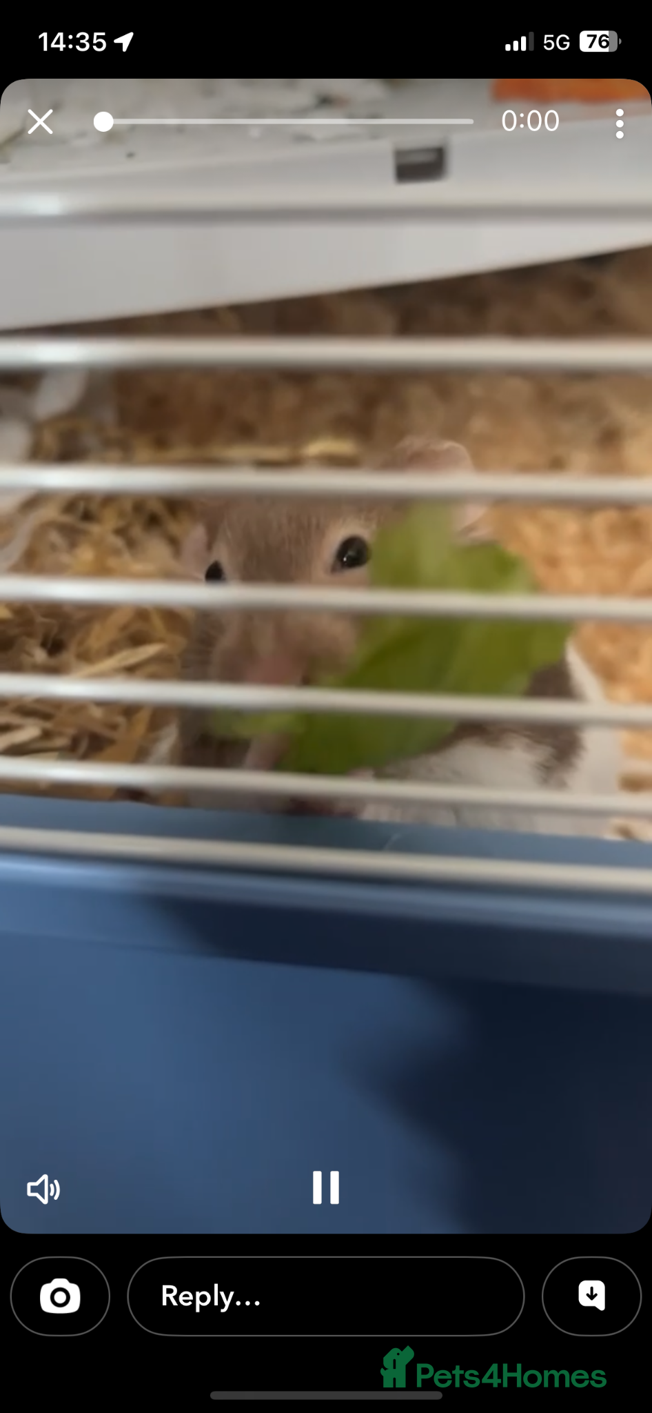 Hamster rodents Syrian hamster with everything  - Advert 1