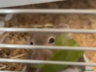 Hamster rodents Syrian hamster with everything - Advert 1