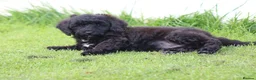 Cavapoo dogs for sale: Beautiful Cavapoo puppies for sale - Advert 7