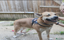 Mixed Breed dogs for sale: Odin. Sweet and beautiful crossbreed boy - Image 19