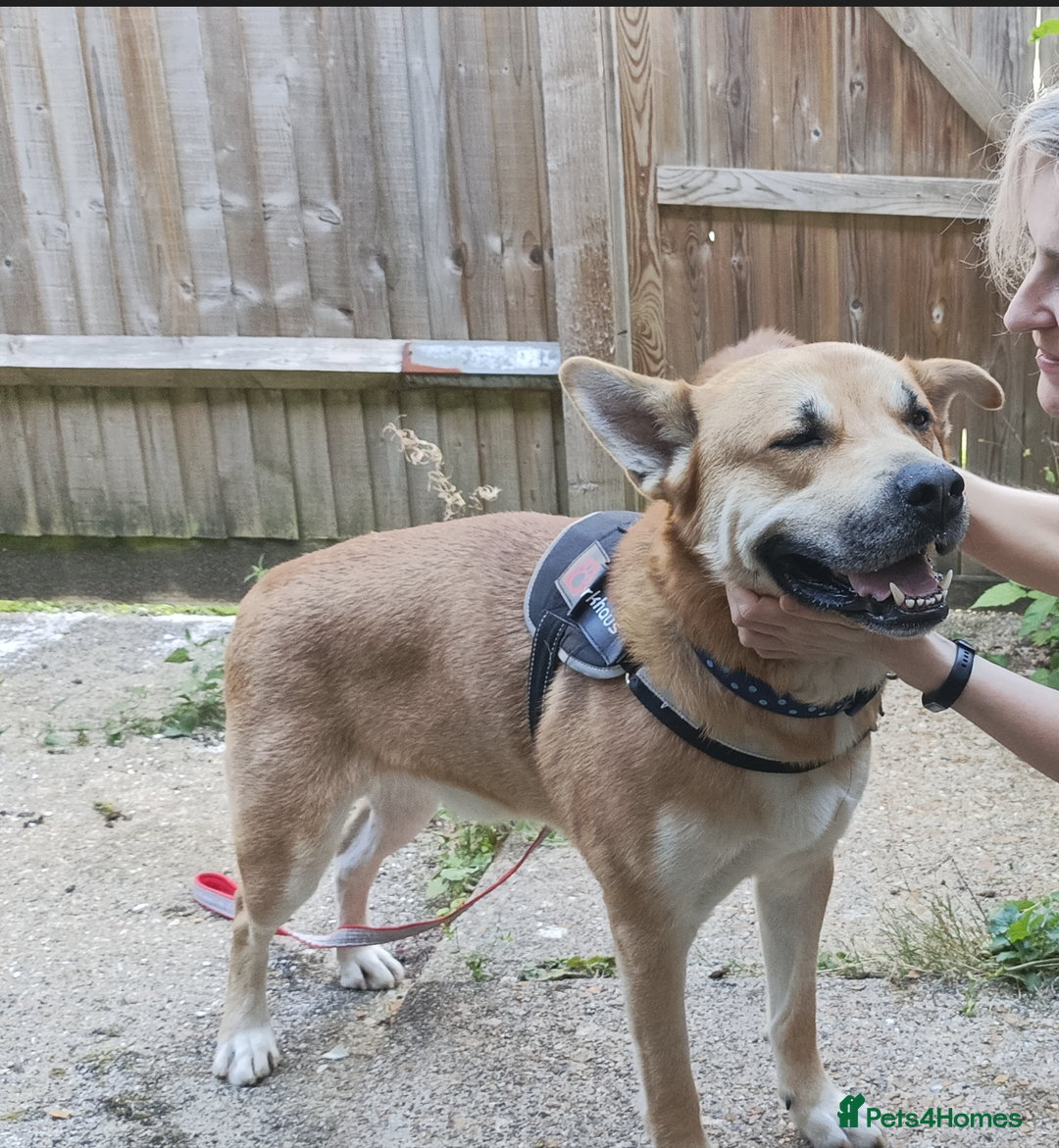 Mixed Breed dogs for sale: Odin. Sweet and beautiful crossbreed boy - Image 19