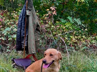 Labrador Retriever dogs Kc registered, fully health tested, Labrador Bitch - Advert 1