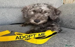 Mixed Breed dogs for adoption: Sammy (Hound/Terrier mix) - Image 1