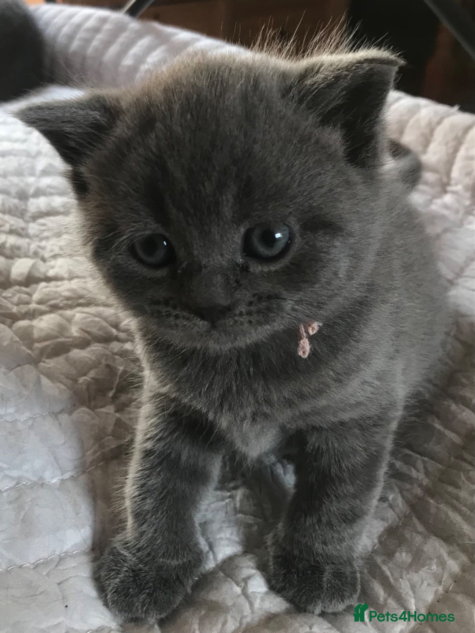 British Shorthair cats GCCF Blue and Bicolour Kittens  - Advert 10