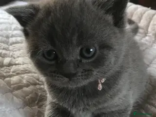 British Shorthair cats GCCF Blue and Bicolour Kittens - Advert 10