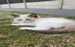 Ragdoll cats for sale: Pure ragdoll kitten - Image 2