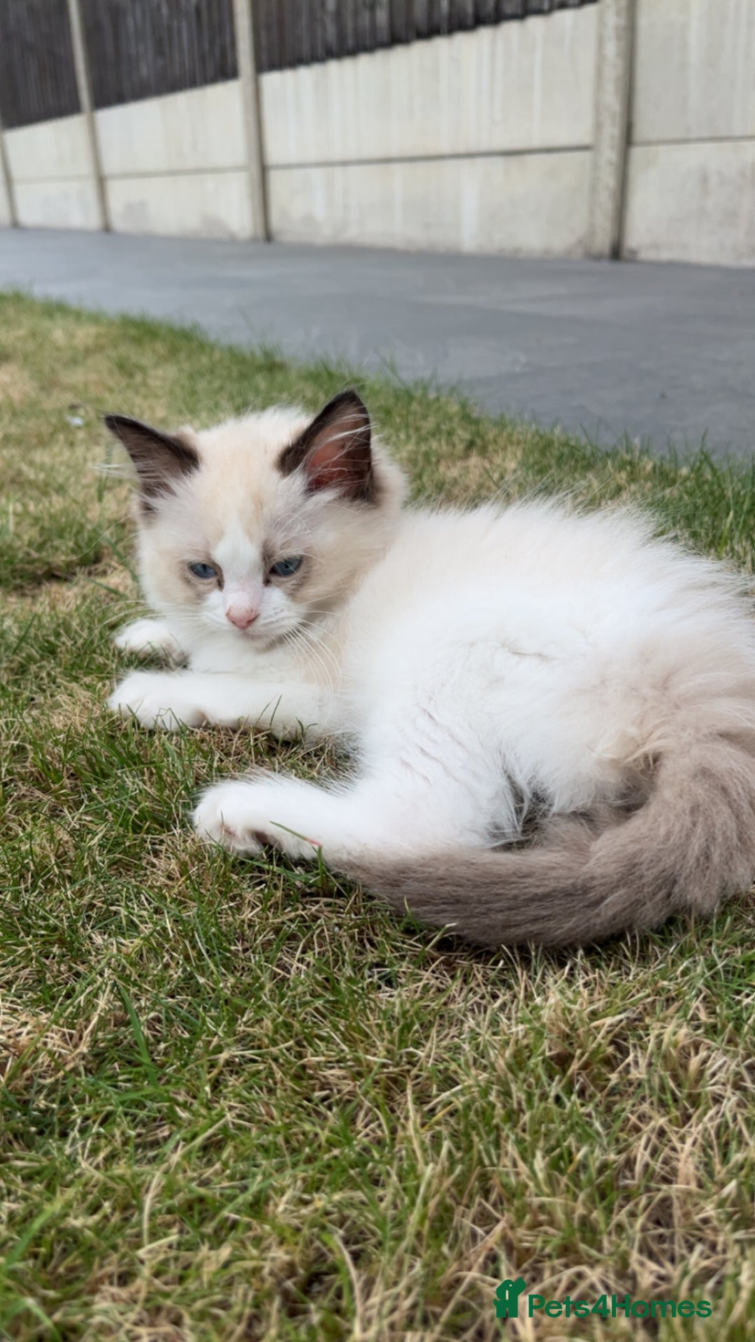 Ragdoll cats for sale: Pure ragdoll kitten - Image 2