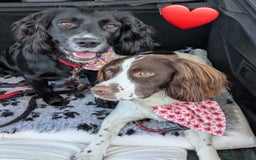 Sprocker dogs for sale: Beautiful Sprocker Spaniel pups - Image 11