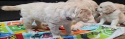 Golden Retriever dogs for sale: Beautiful Golden Retriever Puppies - Advert 3
