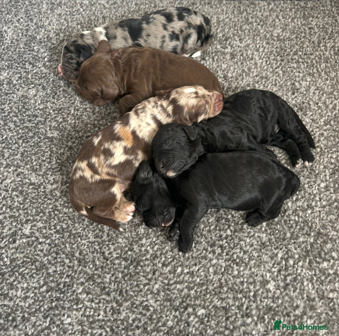 Sproodle dogs STUNNING MERLE SPROODLES - Advert 2