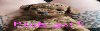 Cockapoo 4