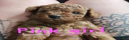 Cockapoo dogs for sale: 🐶 Lovable Teddy Bear red Toy Cockapoo Puppies 🐶  - Advert 3
