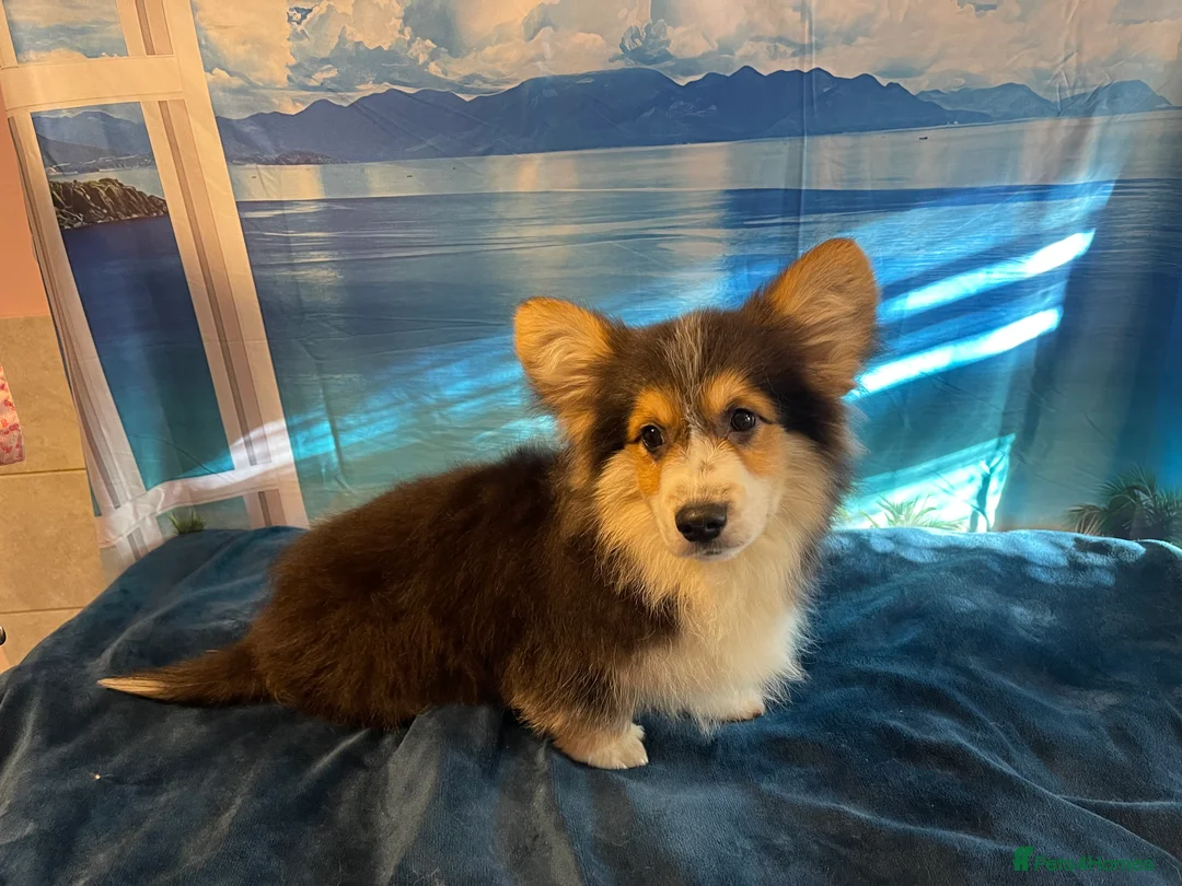 Welsh Corgi Pembroke dogs for stud: Beautiful Flutty Welsh Pembroke Corgi for stud in Rugby - Advert 8