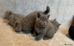 British Shorthair cats for sale: 3 PURE BSH kittens - Image 16