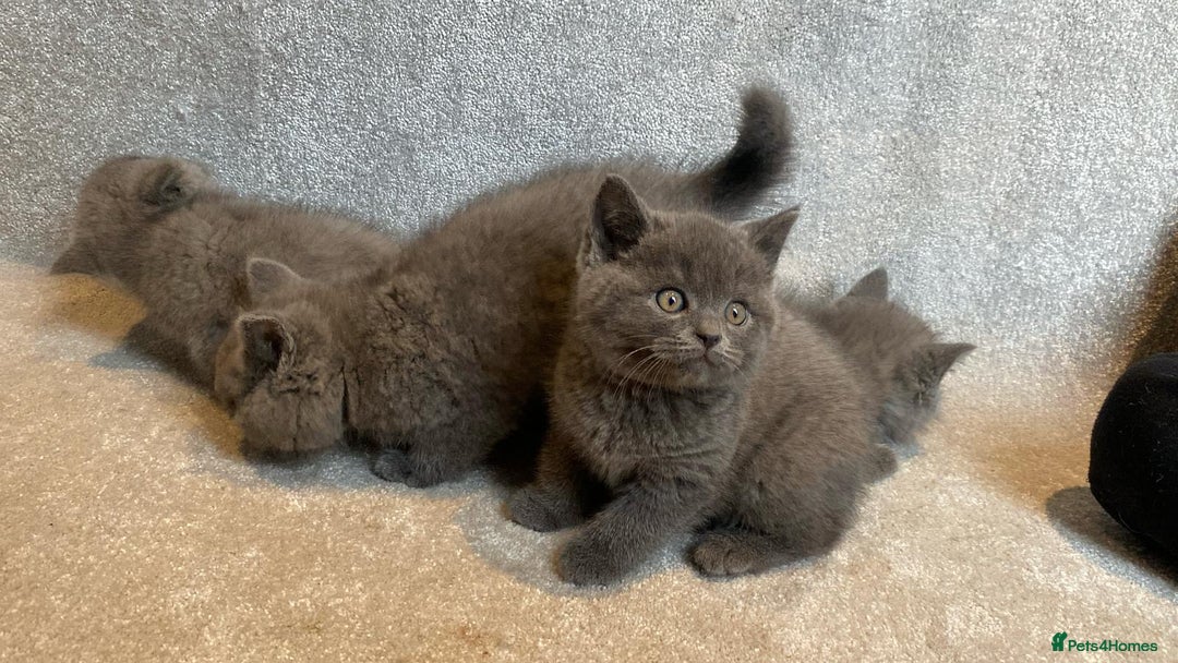 British Shorthair cats for sale: 3 PURE BSH kittens - Image 16