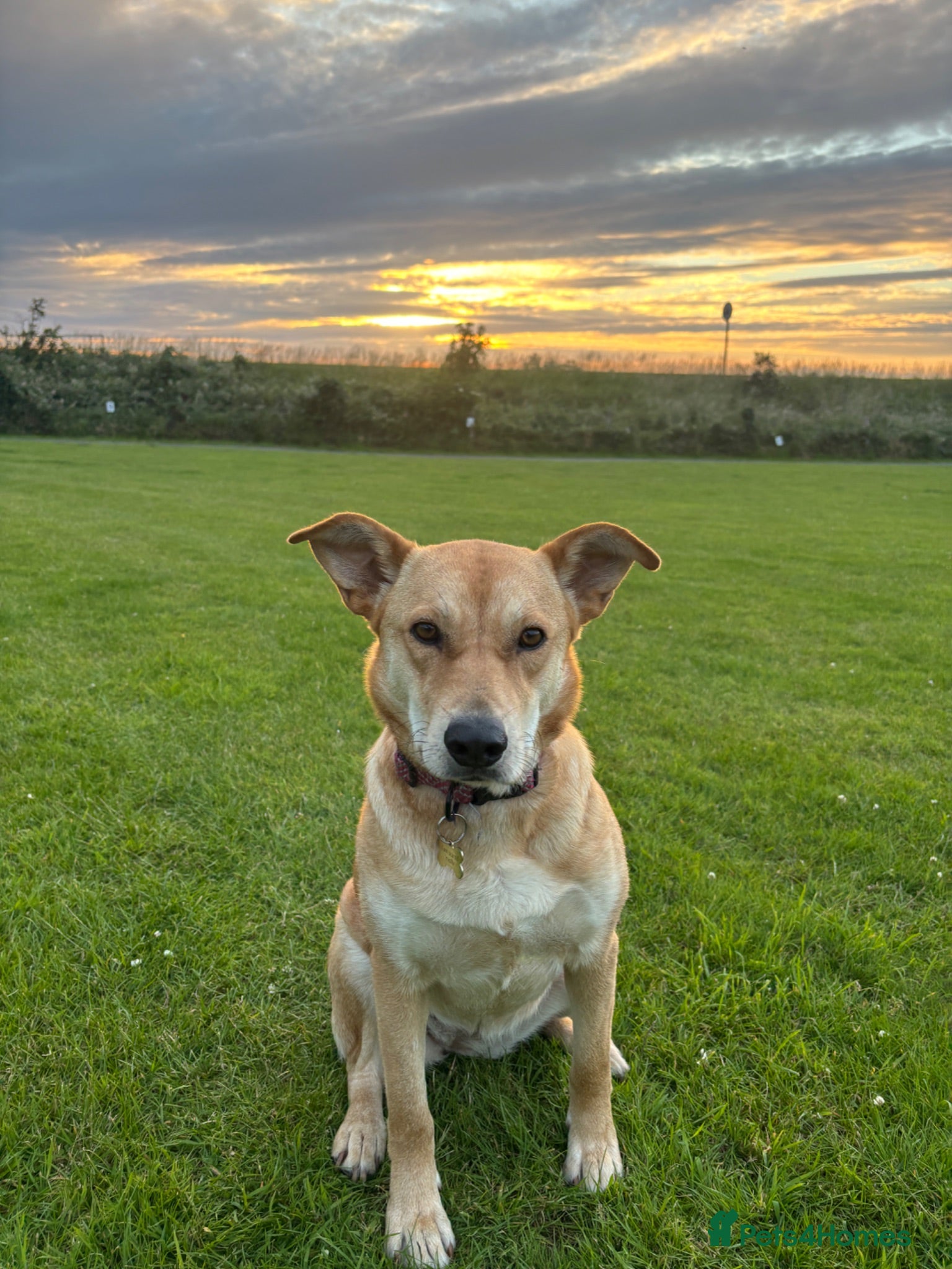 Mixed Breed dogs Jasmine - Advert 2