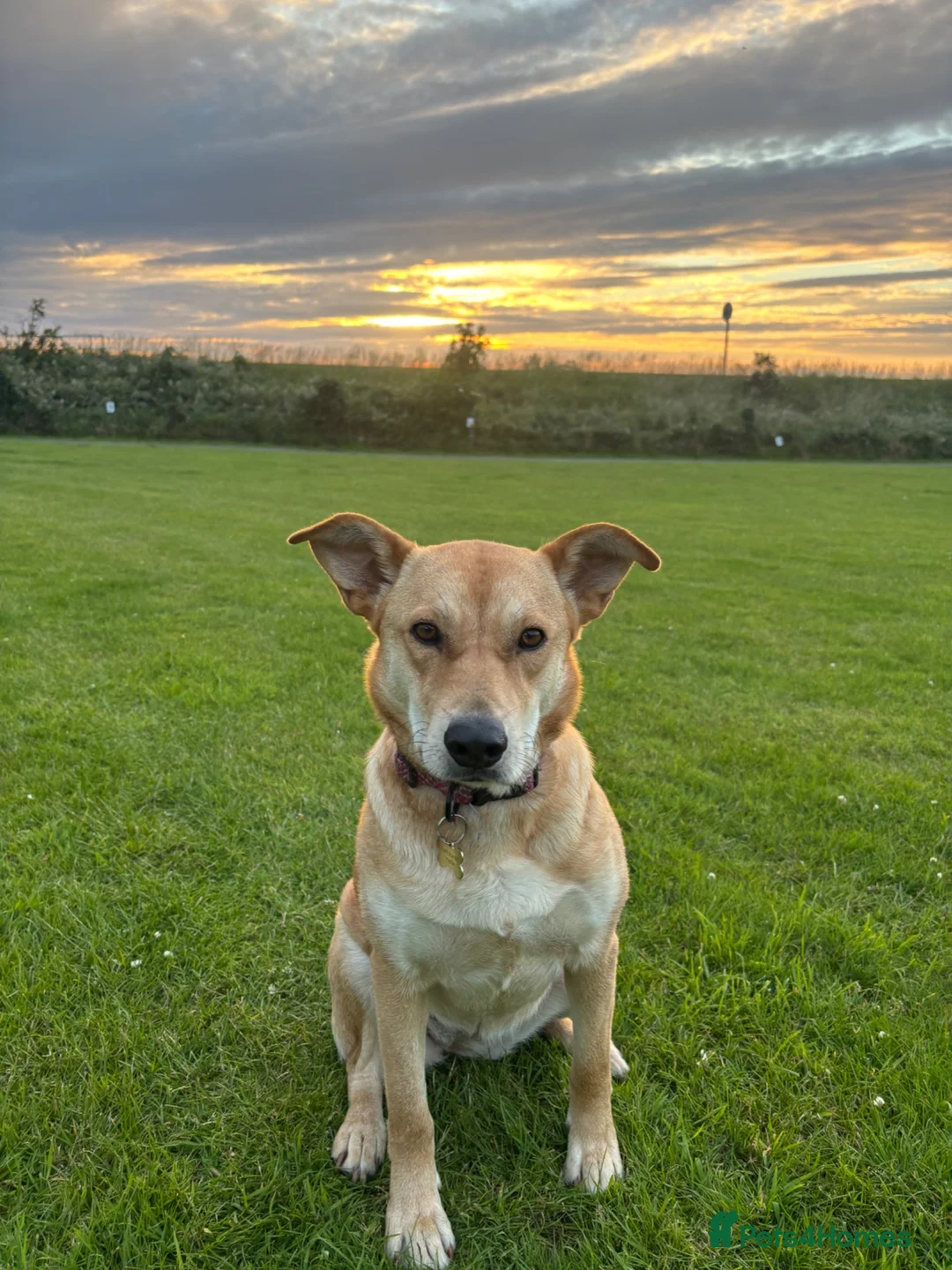 Mixed Breed dogs for sale: Jasmine in Wolverhampton - Advert 1