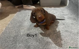 Miniature Dachshund dogs for sale: Chocolate dachshund babies  - Image 2