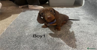 Miniature Dachshund dogs - Advert 9