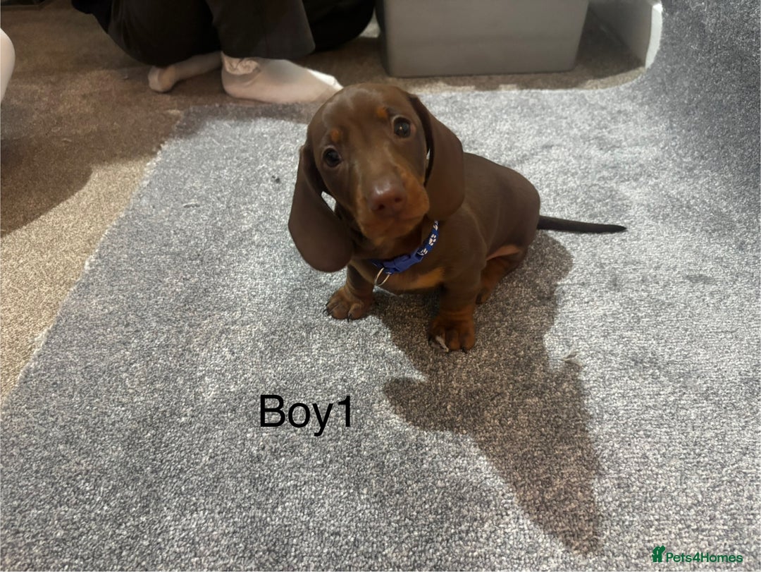 Miniature Dachshund dogs for sale: Chocolate dachshund babies  - Image 2