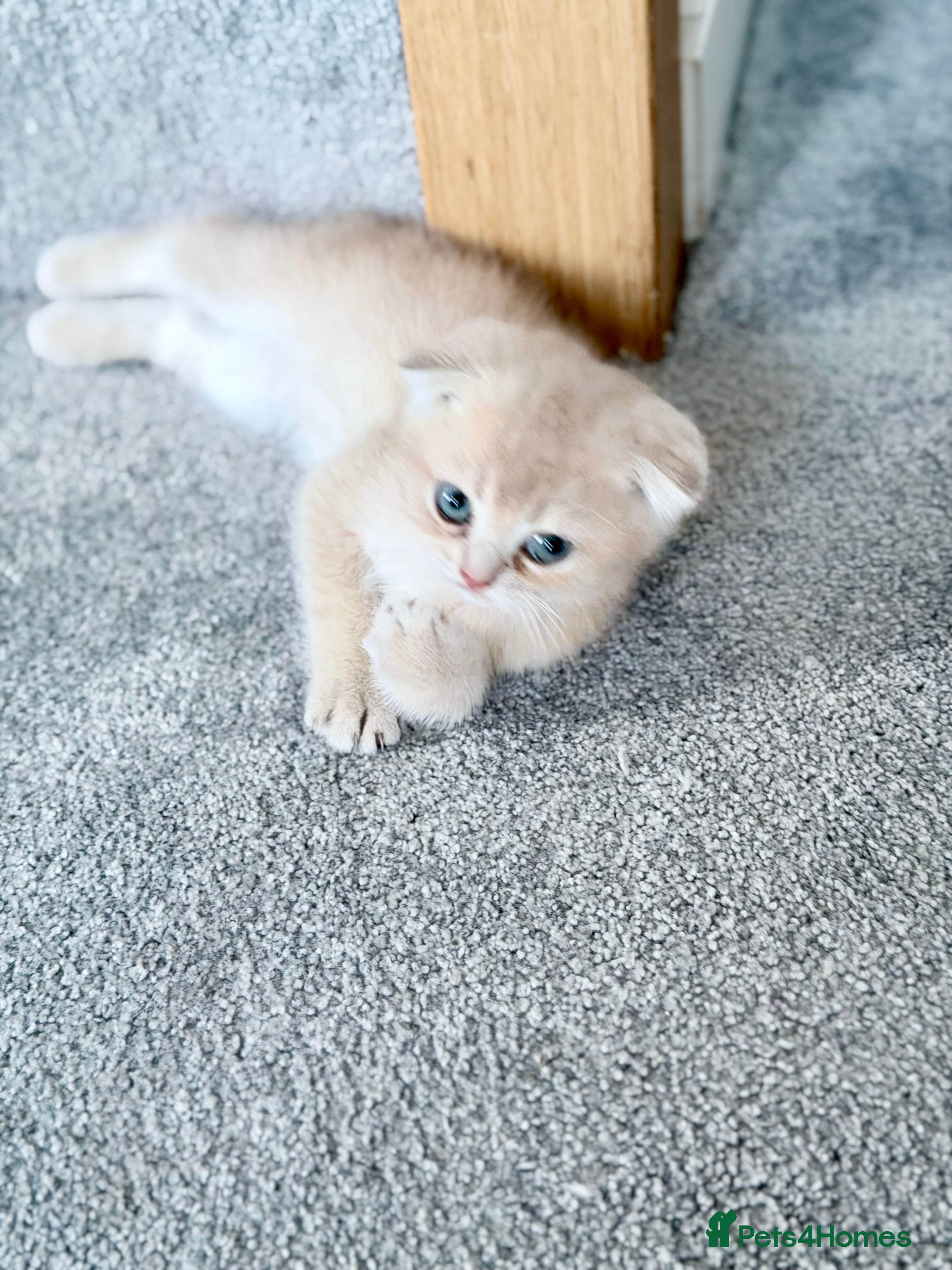 Scottish Fold cats Full Pedigree Beautiful Scottish Fold Kittens tica - Advert 2