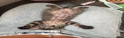 Mixed Breed cats for sale: Half ragdoll half bengal kitten - Advert 3