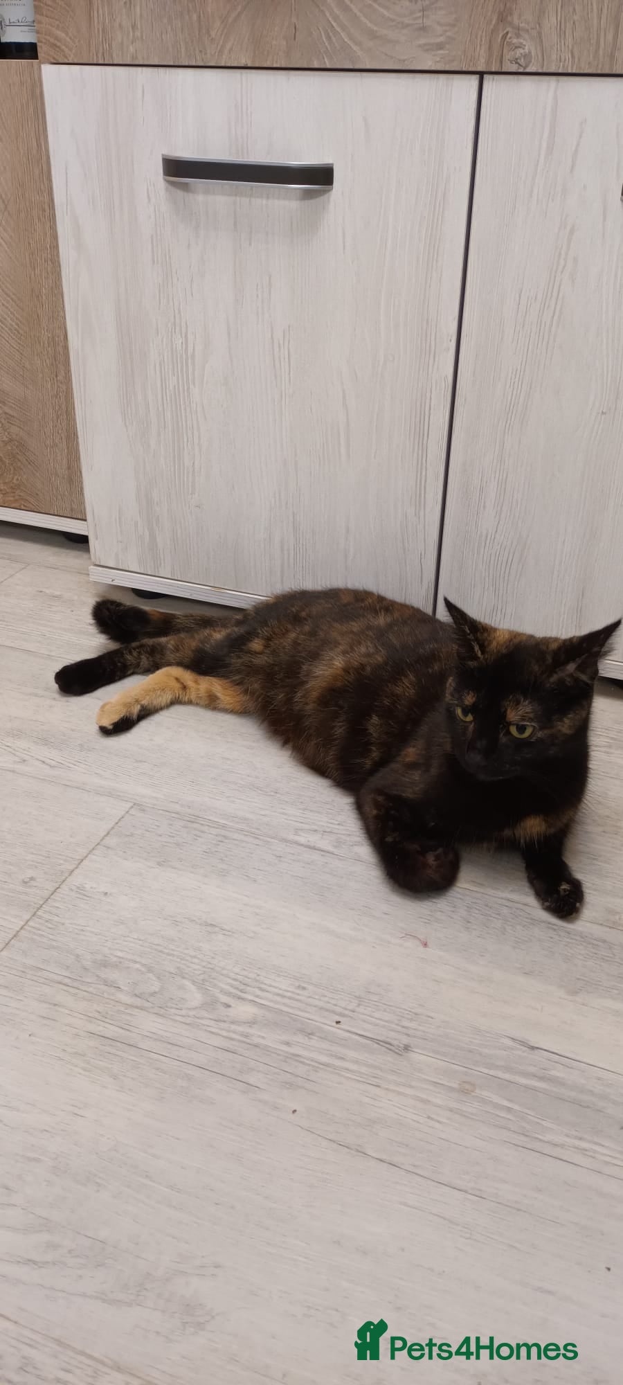 Mixed Breed cats Adorable kittens  - Advert 8